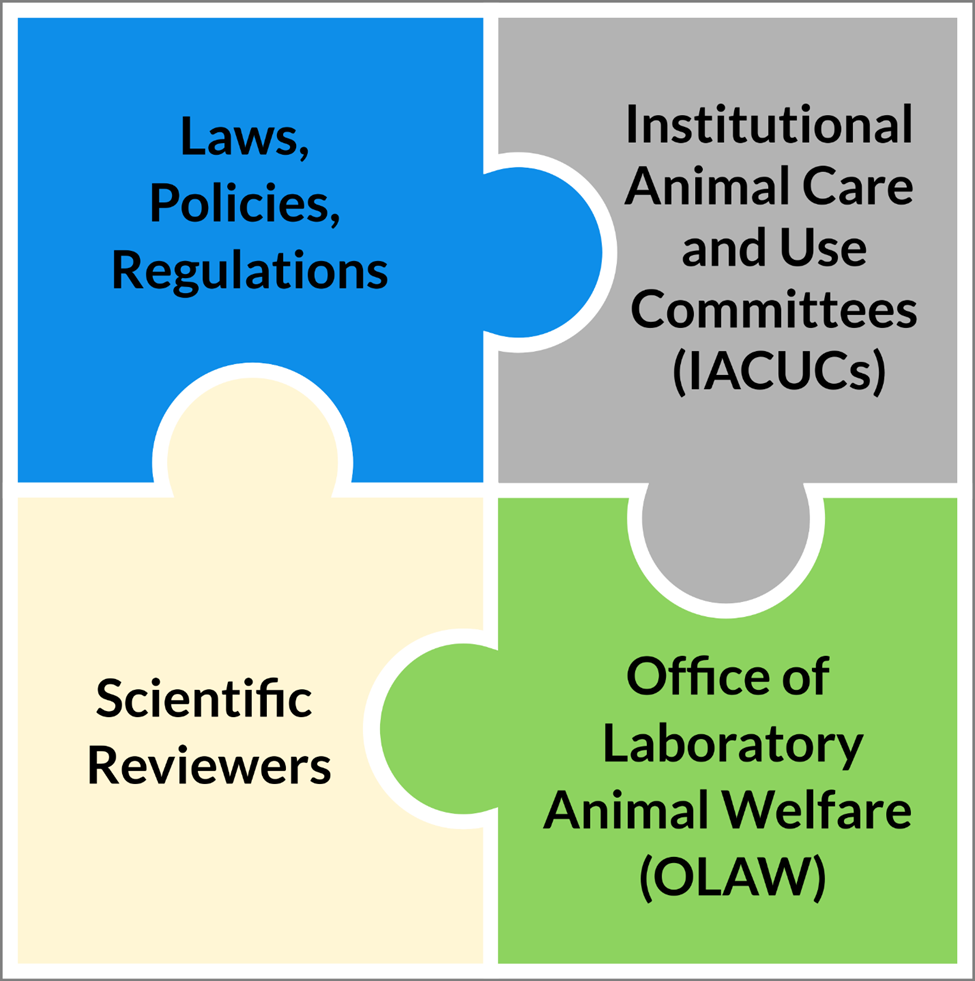 Infographic depicting puzzle pieces that represent the laws, policies, and Regulations (top left blue piece); Institutional Animal Care and Use Committees (top right gray piece); the NIH Office of Laboratory Animal Welfare (bottom right green piece); and scientific Reviewers (bottom left tan piece).