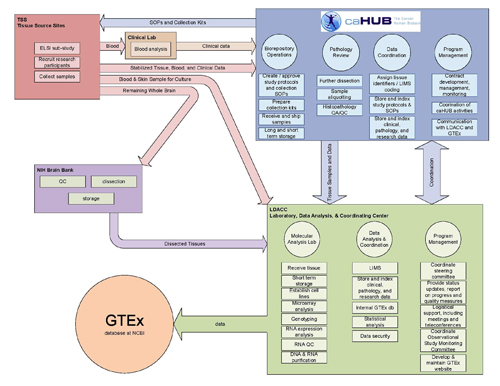 Schematic showing the functional organization of the GTEx pilot program