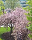 Title: cherry blossom tree in full bloom
