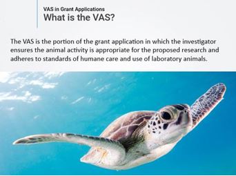 Vertebrate Animals Section (VAS) in Grant Applications