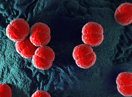 digital rendition of meningococcus bacterium