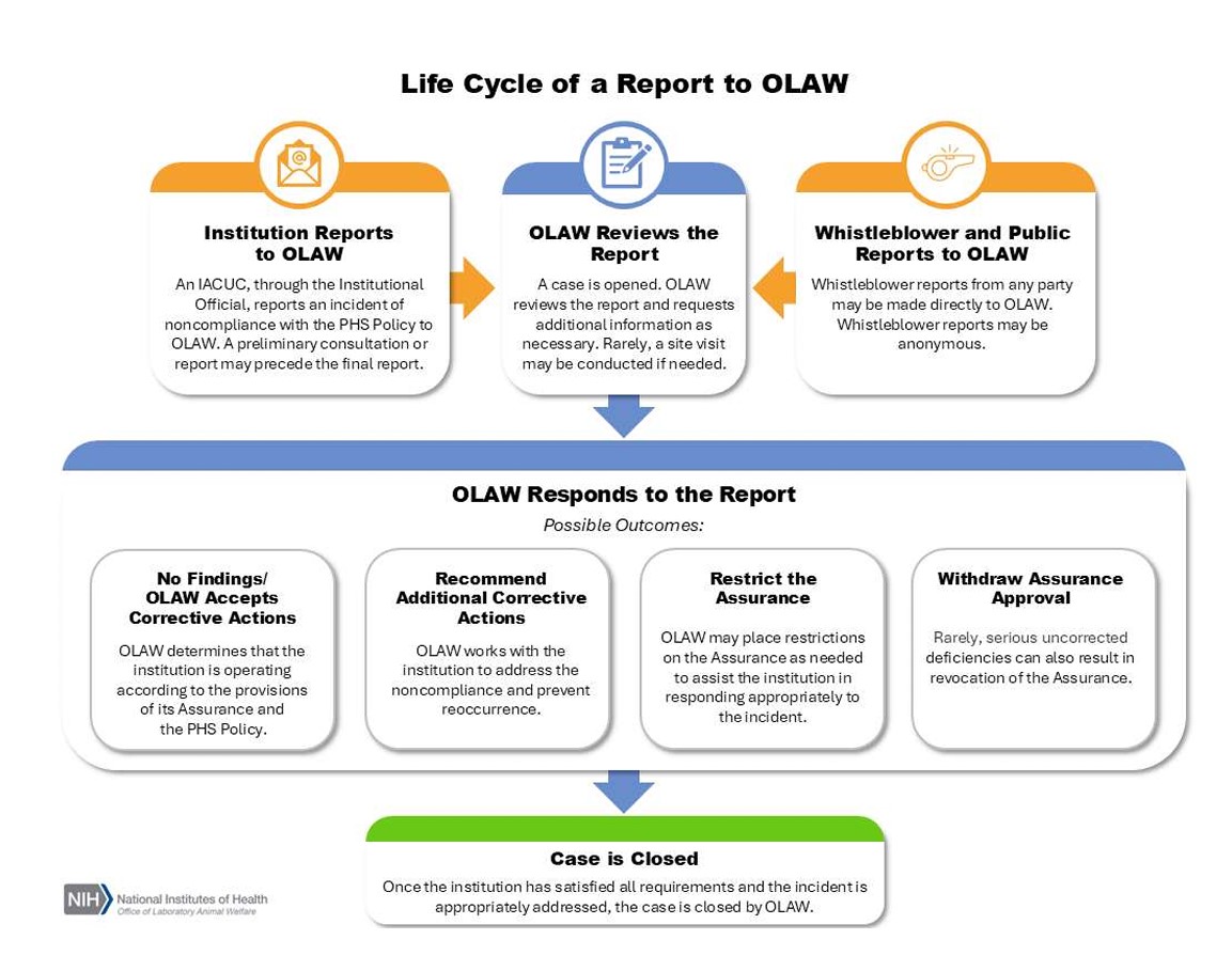 Infographic titled “Life Cycle of a Report to OLAW” showing the process from institutional or public reports, through OLAW review, to possible outcomes such as accepting corrective actions, recommending additional actions, restricting assurance, or withdrawing approval, followed by case closure.